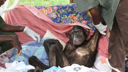 Útulek pro záchranu šimpanzů Jane Goodallové (3/6)