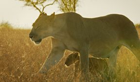 Zázračná planeta: Serengeti (4/6)