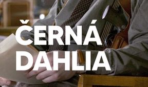 Černá Dahlia