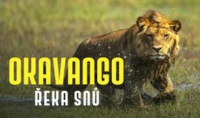 Okavango - řeka snů (4/4)