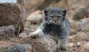 Království divočiny: Manul, Mongolsko