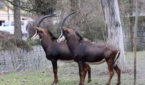 ZOO (111)