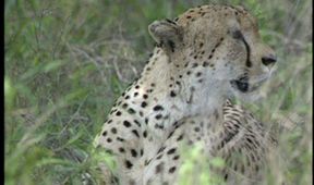 Zoologická v africkém stylu