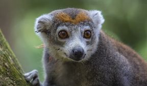 Krajinou Madagaskaru
