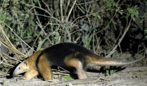 Lydia a obři: Divoký Pantanal