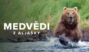 Medvědi z Aljašky