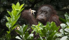 Poslední ráje na Zemi - Borneo, Zázračná planeta