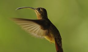 Svět kolibříků