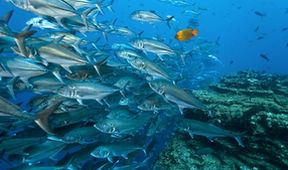 Království oceánů: Život na útesu