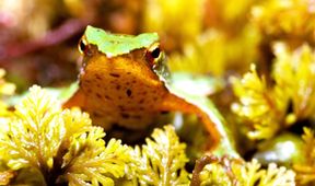 Archa Davida Attenborougha