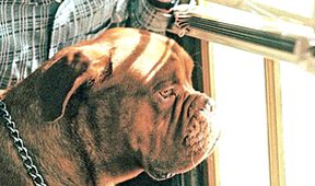 Turner a Hooch
