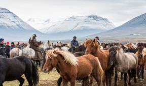 Svět přírody - Island: Divoký život