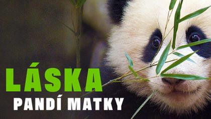 Láska pandí matky