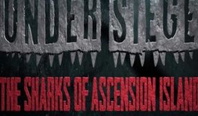 V obklíčení: Žraloci z ostrova Ascension