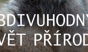 Hyeny skvrnité, Tanzánie, Království divočiny