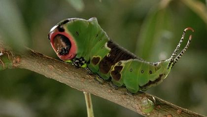 Mikrokosmos