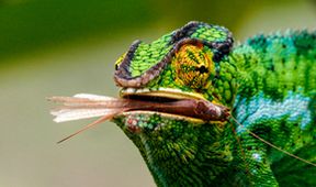 Chameleoni: Králové barev