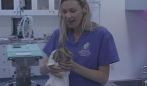 Záchranáři divokých zvířat: Austrálie (3)