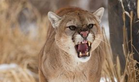 Puma versus vlk