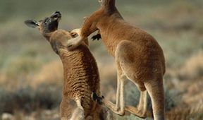Království divočiny: Rudý střed Austrálie