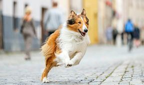 Lassie se vrací