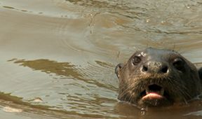 Tajemná Brazílie - Divoký Pantanal (3/3)