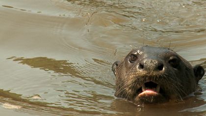 Tajemná Brazílie - Divoký Pantanal (3/3)