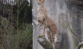 ZOO (116)