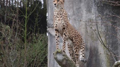 ZOO (116)
