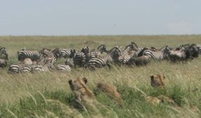 Království divočiny: Zebry, Afrika