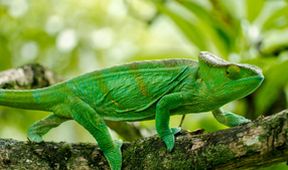 Chameleoni: Králové barev