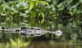 Zázračná planeta: Poslední ráje na Zemi - Borneo