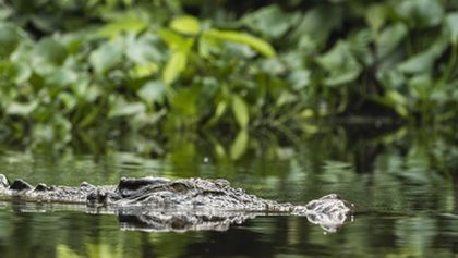 Zázračná planeta: Poslední ráje na Zemi - Borneo