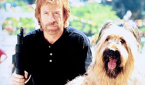 Top Dog