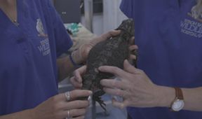 Záchranáři divokých zvířat: Austrálie (4)