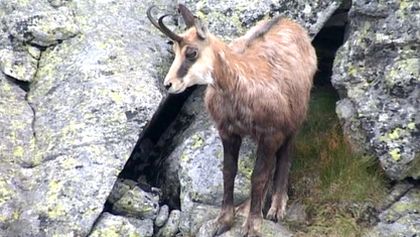 Tisíc let české myslivosti (5/9)