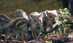 Natura w Jedynce - Przedszkole w naturze