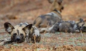 Psi hyenovití: Ve smečce (2)