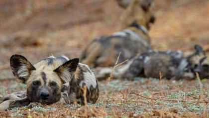 Psi hyenovití: Ve smečce (2)