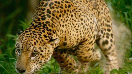 Království divočiny: Stárnoucí jaguár