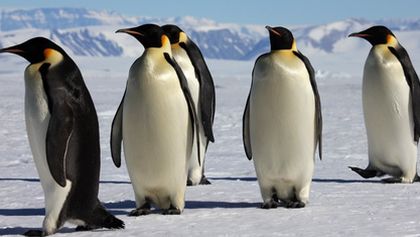 Putování tučňáků