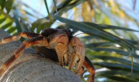 Aldabra: Byl jednou jeden ostrov