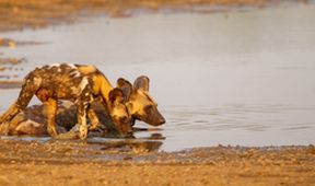Psi hyenovití: Ve smečce (4)