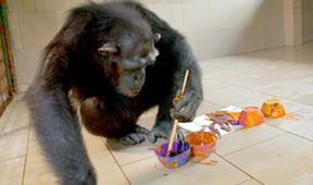 Záchrana šimpanzů v Kongu s Jane Goodall II (6)