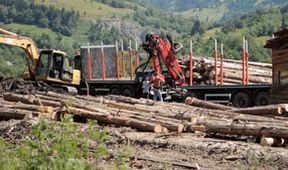 Nezákonná těžba dřeva - skandální odhalení