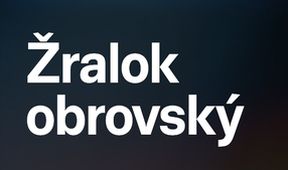 Žralok obrovský