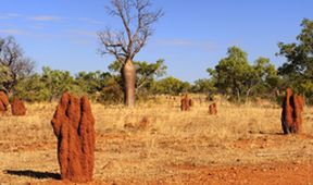 Království divočiny: Rudý střed Austrálie
