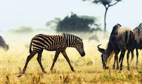 Zázračná planeta: Serengeti (4/6)