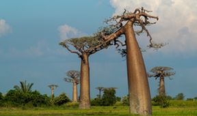Království divočiny: Madagaskar - laboratoř Země