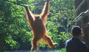 Poslední orangutani na Sumatře